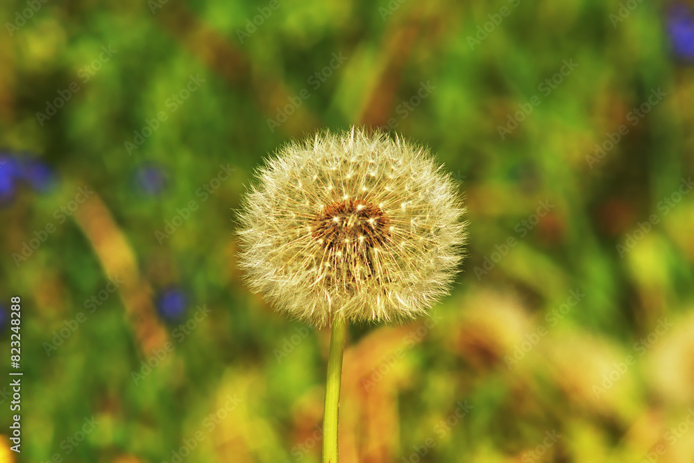 Ripe dandelion seeds on a stem, ready to fly and reproduce. Close-up photo. Ripe dandelion seeds on a stem, ready to fly and reproduce. Close-up photo.