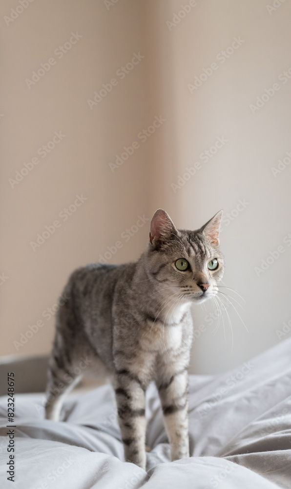 ベッドの上の猫 サバトラ猫 ベッドの上の猫 サバトラ猫