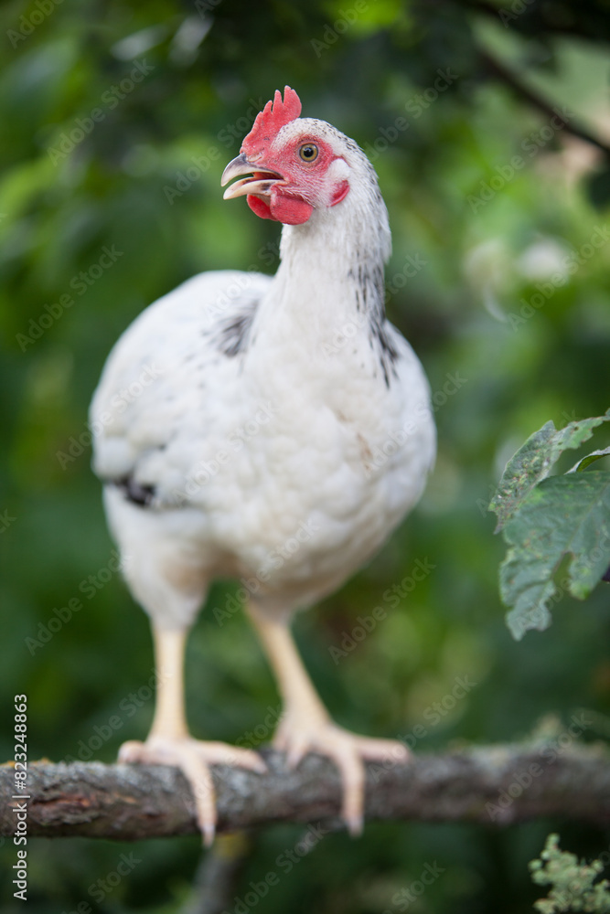 Cock on a tree in hot summer