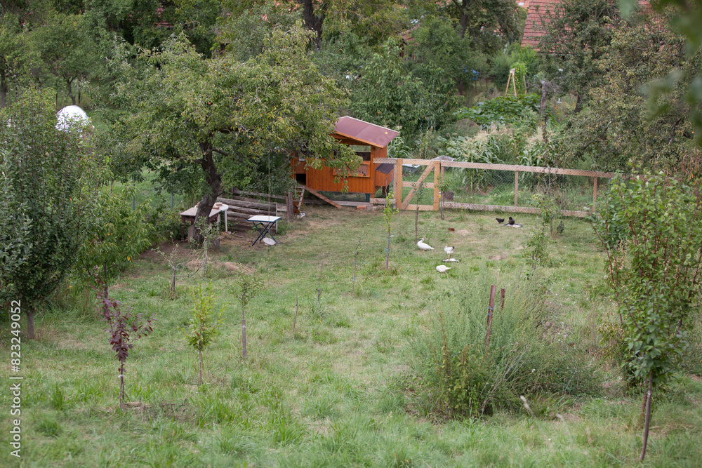 Permaculture garden with chickens in the evening Permaculture garden with chickens in the evening
