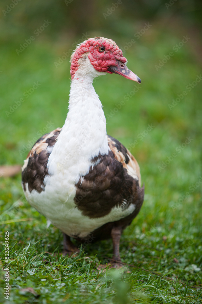 Muscovy duck at cloudy day in autumn Muscovy duck at cloudy day in autumn
