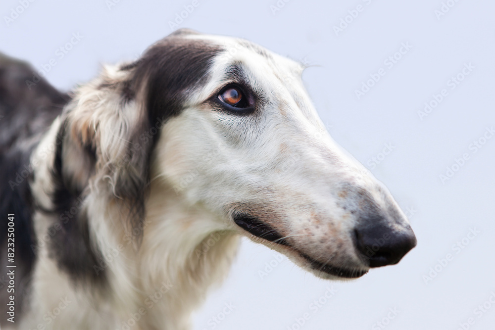 Portrait of a dog, Russian Greyhound, black and white, graceful long muzzle, close-up, against a blue sky. Close-up of a dog's face, shot with a wide-angle lens. Portrait of a dog, Russian Greyhound, black and white, graceful long muzzle, close-up, against a blue sky. Close-up of a dog's face, shot with a wide-angle lens.