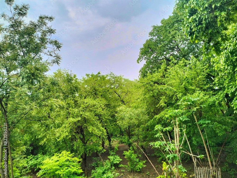 Fototapeta premium trees in the forest