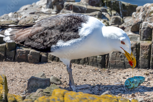 Great Black-backed gull, Scientific name, Larus marinus, steals and eats a Guillemot egg with yellow yoke dripping from his beak.  Northumberland Coast, UK.  Horizontal.  Space for copy.