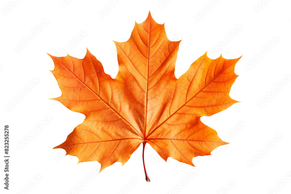 The Dance of Autumn: An Orange Maple Leaf on a White Canvas on a White or Clear Surface PNG Transparent Background. The Dance of Autumn: An Orange Maple Leaf on a White Canvas on a White or Clear Surface PNG Transparent Background.