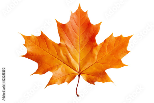 Wallpaper Mural Illuminated Autumn: An Orange Maple Leaf Dancing on a Blank Canvas on a White or Clear Surface PNG Transparent Background. Torontodigital.ca