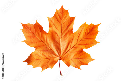 Wallpaper Mural The Dance of Autumn: An Orange Maple Leaf on a White Canvas on a White or Clear Surface PNG Transparent Background. Torontodigital.ca