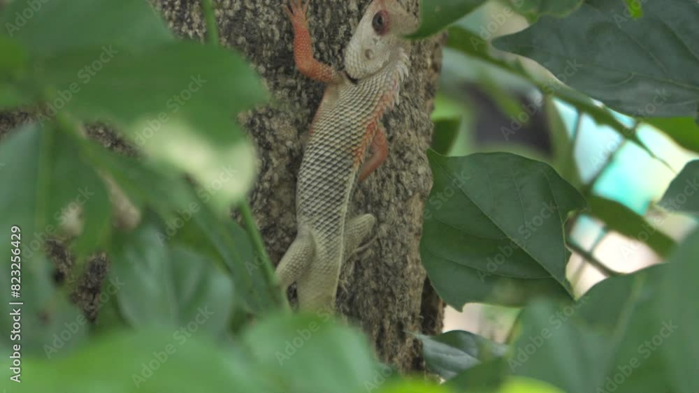 Indian Garden lizard on tree Indian Garden lizard on tree