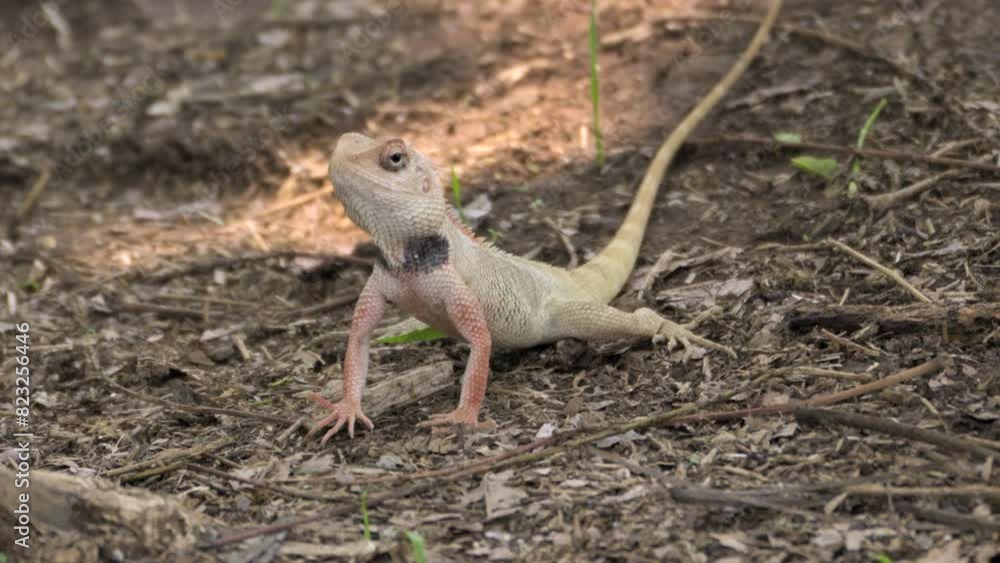 Indian Garden lizard standing and looking Indian Garden lizard standing and looking