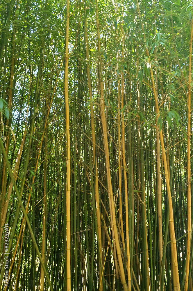 Bamboo grove, bamboo forest, green foliage, trunk, nature Bamboo grove, bamboo forest, green foliage, trunk, nature