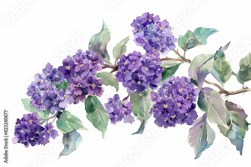 Watercolor heliotrope clipart with clusters of purple flowers  photo