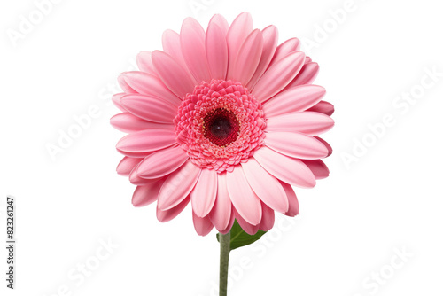 Ethereal Elegance: A Pink Flower in Blank Canvas on a White or Clear Surface PNG Transparent Background.