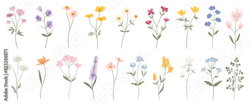 Wild flowers vector collection. Set of floral, leaf, foliage, plant, bloom flower, leaves, herb on white background. Hand drawn detailed botanical of blossom spring for decor, website, graphic, shop.