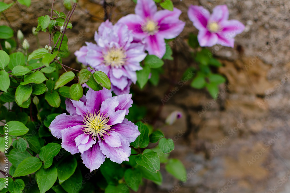 Naklejka premium Beautiful pink clematis flower, clematis poseidon, ranunculaceae