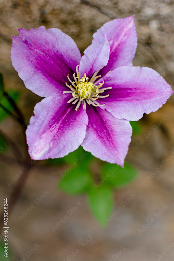 Beautiful pink clematis flower, clematis poseidon, ranunculaceae Beautiful pink clematis flower, clematis poseidon, ranunculaceae