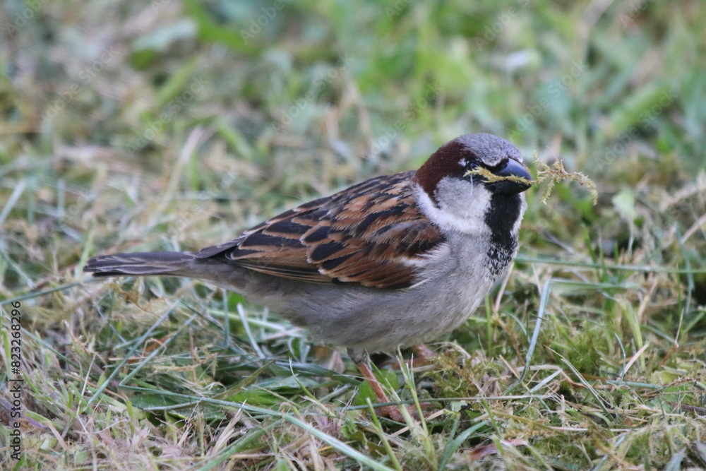 oiseaux du jardin oiseaux du jardin