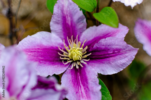 Beautiful pink clematis flower, clematis poseidon, ranunculaceae