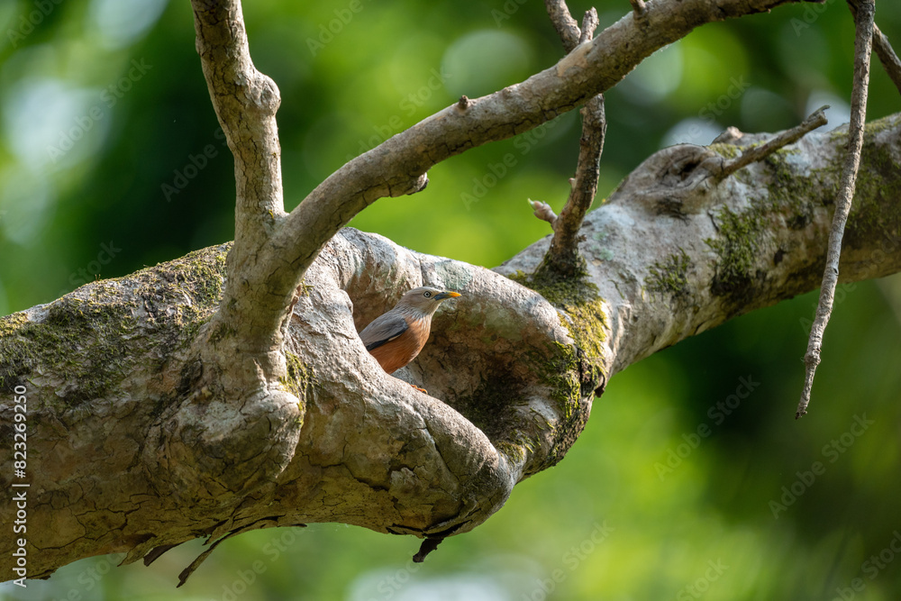Chestnut-bellied nuthatch perched on a tree branch. Chestnut-bellied nuthatch perched on a tree branch.