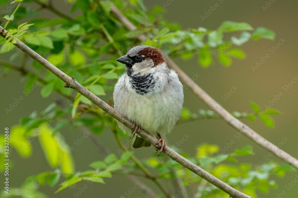 Obraz premium Closeup of a House Sparrow (Passer domesticus) perched on a tree branch