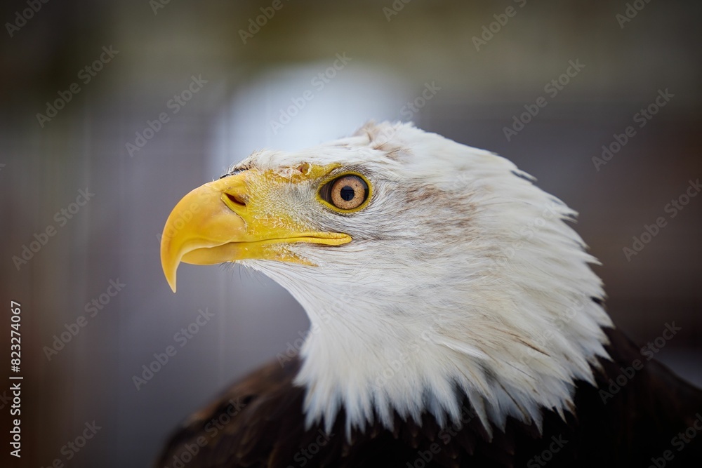Fototapeta premium Portrait of a bald eagle in a field with a blurry background