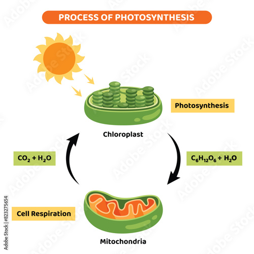 The Diagram Of Photosynthesis Process