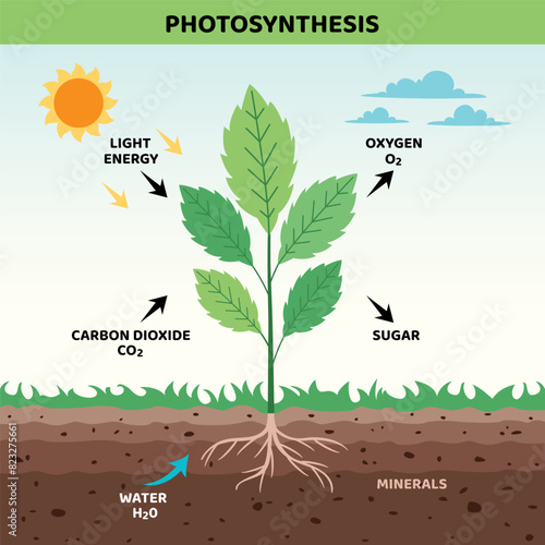 The Diagram Of Photosynthesis Process