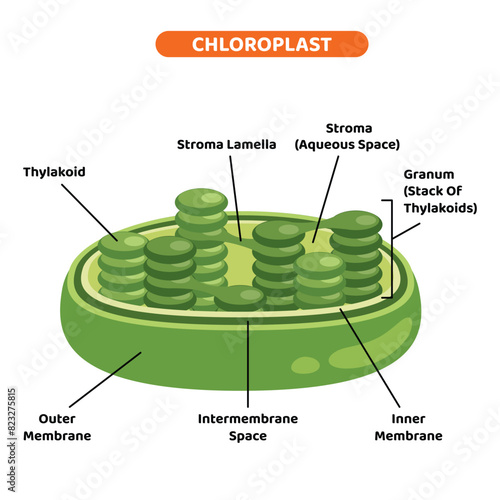 The Structure Of Plant Chloroplast