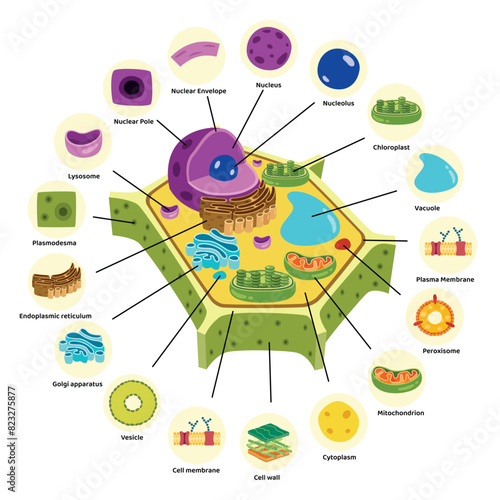 The Structure Of Plant Cell