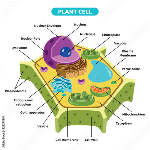 The Structure Of Plant Cell
