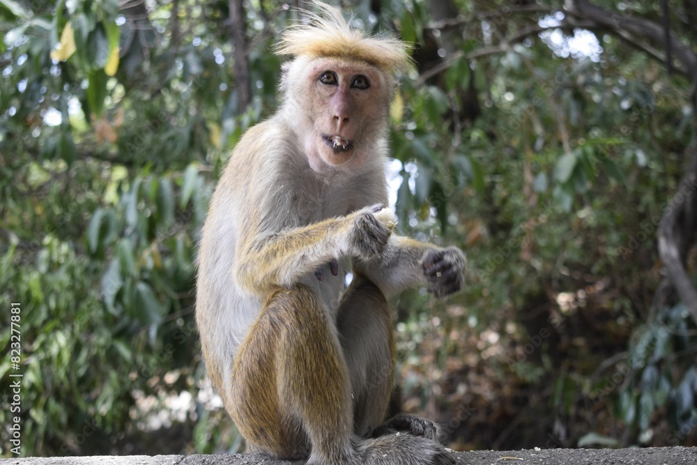 Srilankan monkey perched atop a rocky wall against lush green trees