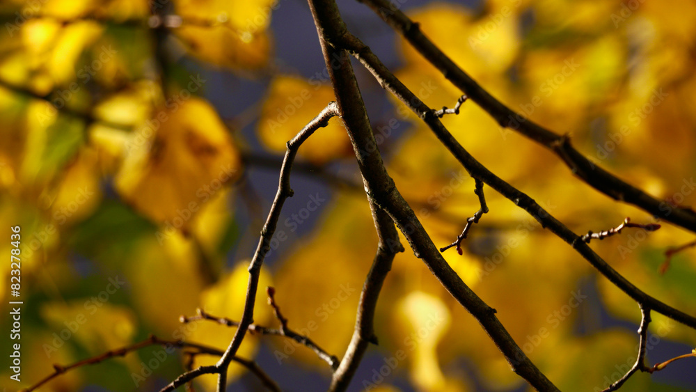 Close up of Autumn leaves on tree branches, selective focus with bokeh background make a colourful nature background. The leaves change from green to vibrant shades of yellow, orange, red and brown Close up of Autumn leaves on tree branches, selective focus with bokeh background make a colourful nature background. The leaves change from green to vibrant shades of yellow, orange, red and brown