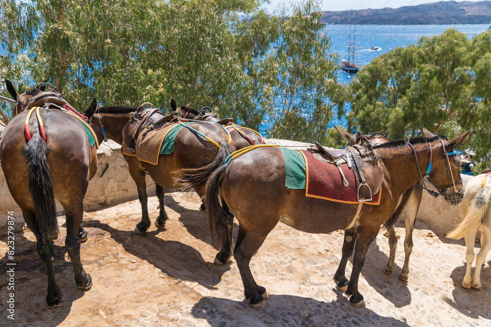 Group of mules surrounded by lush green trees. Santorini, Cyclades, Greece Group of mules surrounded by lush green trees. Santorini, Cyclades, Greece