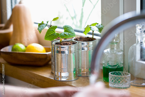 Recyclable tin cans with bean seedlings on a kitchen window sill
 photo