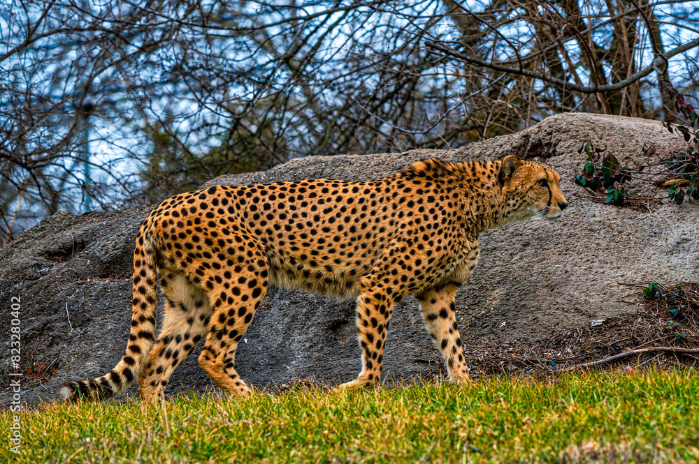 Cheetah walking in a field with a rock and dense tree branches in the background Cheetah walking in a field with a rock and dense tree branches in the background