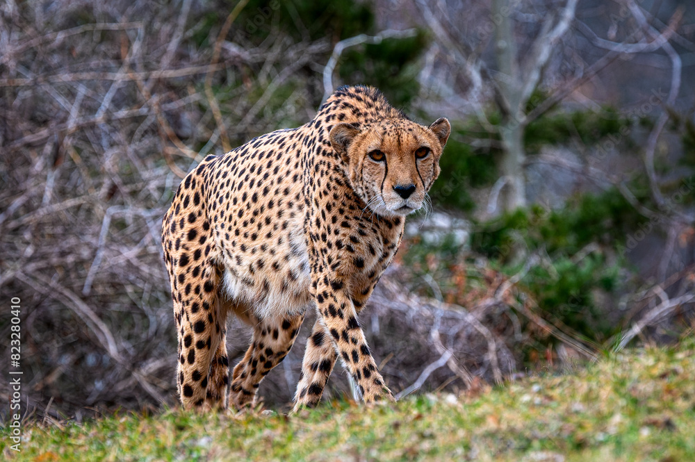 Cheetah walking in a field with dense tree branches in the background Cheetah walking in a field with dense tree branches in the background