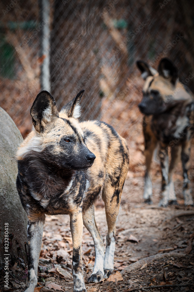 African wild dogs near a metal fence in a zoo enclosure African wild dogs near a metal fence in a zoo enclosure