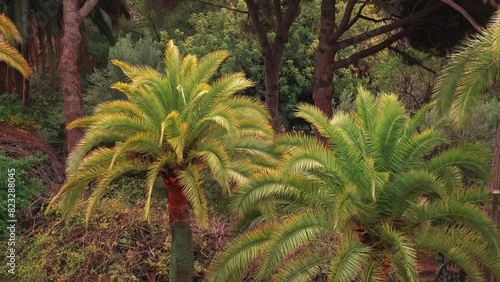 Vibrant palm trees in lush tropical forest with dense greenery, encapsulating serene natural environment photo