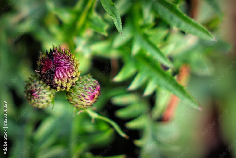 Close-up of a thistle on a green bush Close-up of a thistle on a green bush