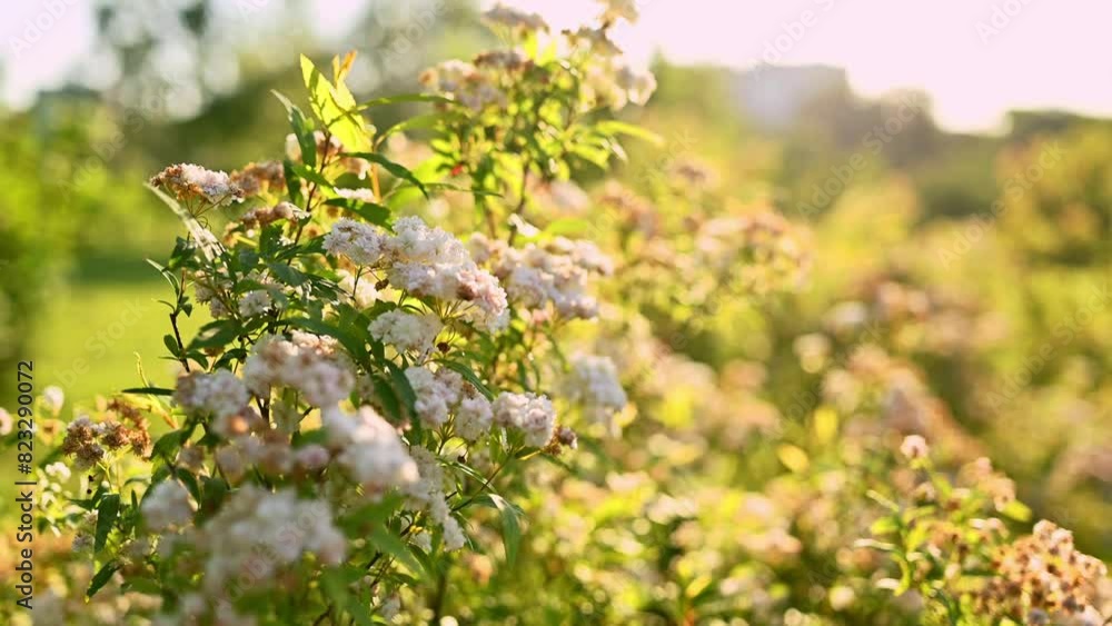 Sunlight white flowers bloom in a lush garden, creating a peaceful setting full of natures beauty and tranquility Sunlight white flowers bloom in a lush garden, creating a peaceful setting full of natures beauty and tranquility