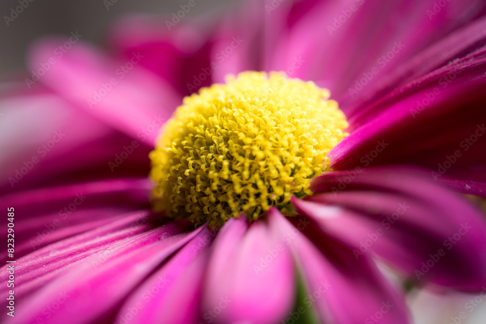 Closeup shot of a bright pink daisy with a yellow center Closeup shot of a bright pink daisy with a yellow center
