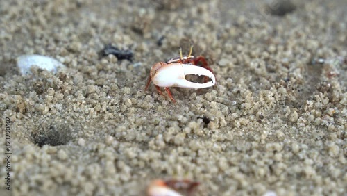 Male sand fiddler crab with a single enlarged claw, foraging and sipping minerals from the tidal flat, consuming micronutrients and forming small sand pellets, close up shot. photo