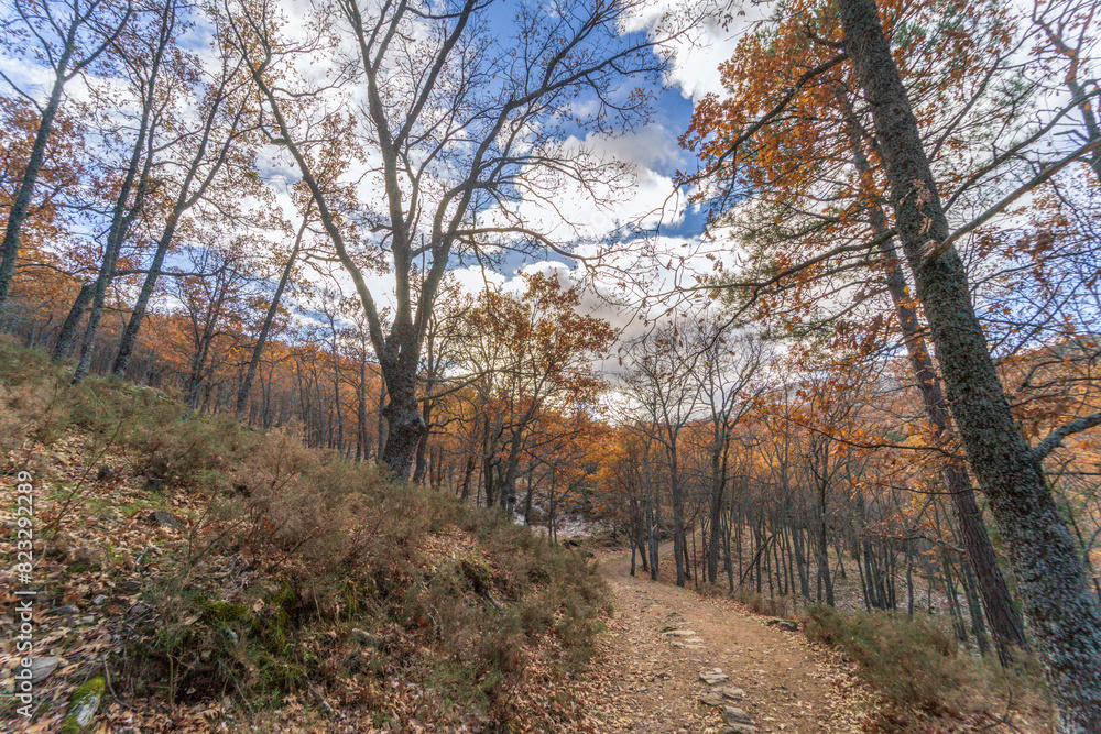Obraz premium Autumn background landscape. Yellow and brown trees. Relaxing autumn scene in November