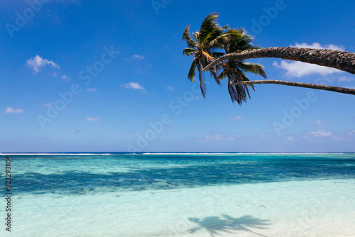 Palm trees reach out over the shores of a tropical island under blue sky