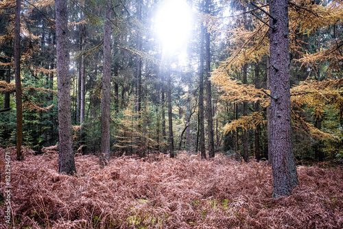 Forest with sunshine between the trees