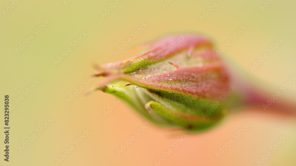 budding of a flower in a close up view by person