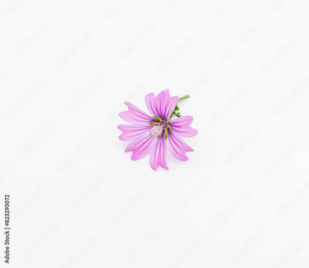 Mallow flower on white background with space for text Mallow flower on white background with space for text