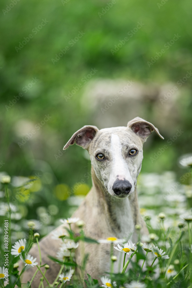 Portrait of a blue fawn brindle and white whippet dog surrounded by daises Portrait of a blue fawn brindle and white whippet dog surrounded by daises