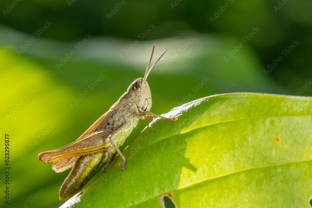Common field grasshoper sitting on a green leaf macro photography in summertime. Common field grasshopper sitting on a plant in summer day close-up photo. Macro insect on a green background. Common field grasshoper sitting on a green leaf macro photography in summertime. Common field grasshopper sitting on a plant in summer day close-up photo. Macro insect on a green background.