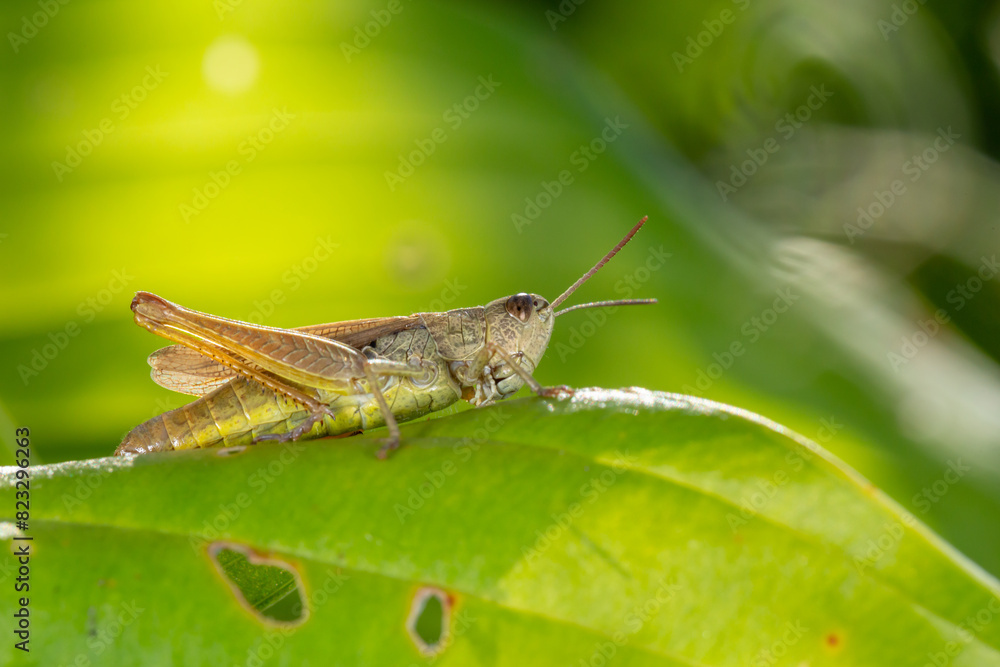 Common field grasshoper sitting on a green leaf macro photography in summertime. Common field grasshopper sitting on a plant in summer day close-up photo. Macro insect on a green background. Common field grasshoper sitting on a green leaf macro photography in summertime. Common field grasshopper sitting on a plant in summer day close-up photo. Macro insect on a green background.