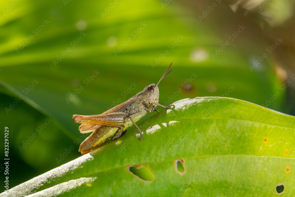 Fototapeta premium Common field grasshoper sitting on a green leaf macro photography in summertime. Common field grasshopper sitting on a plant in summer day close-up photo. Macro insect on a green background.